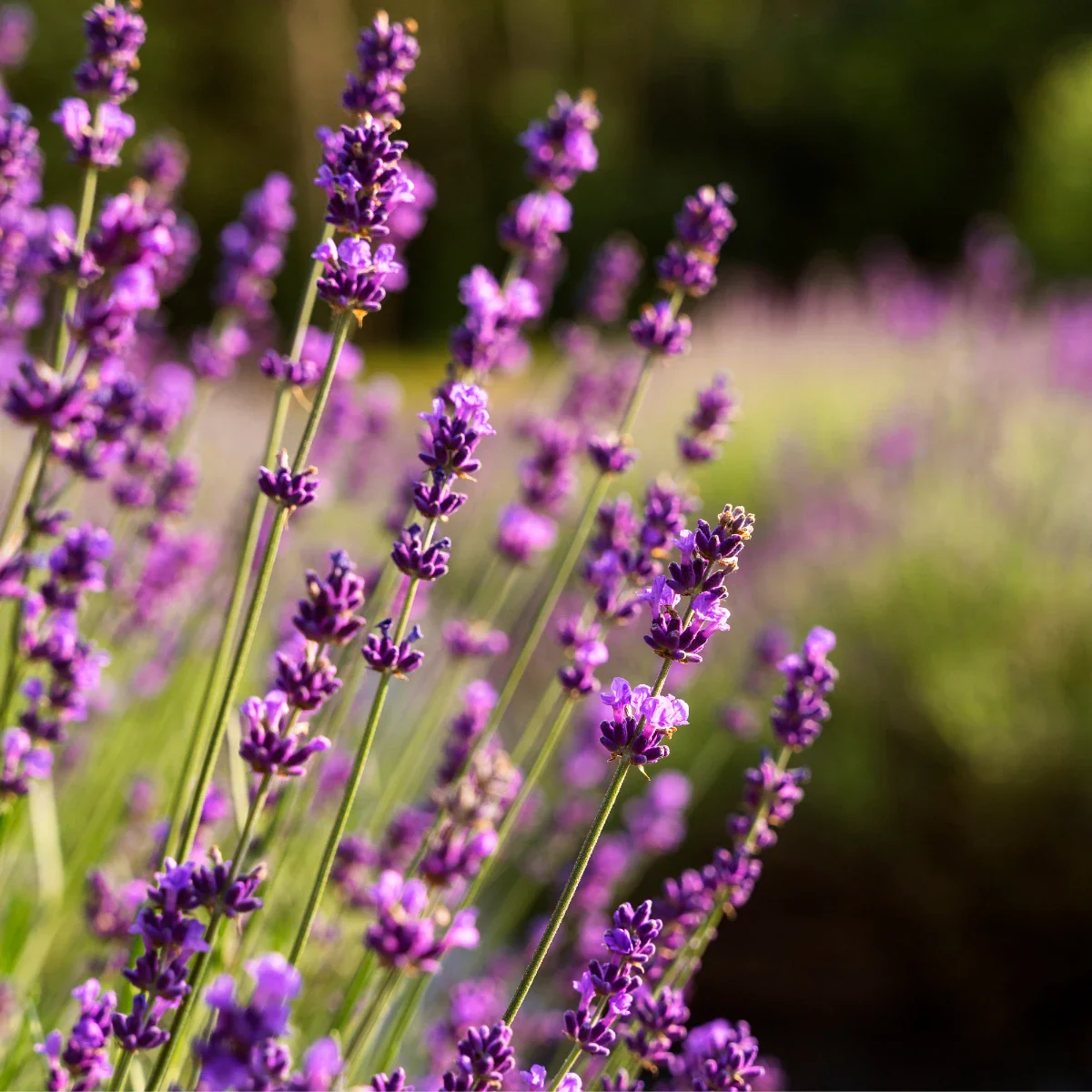 Pure Lavender Essential Oil - Image 2