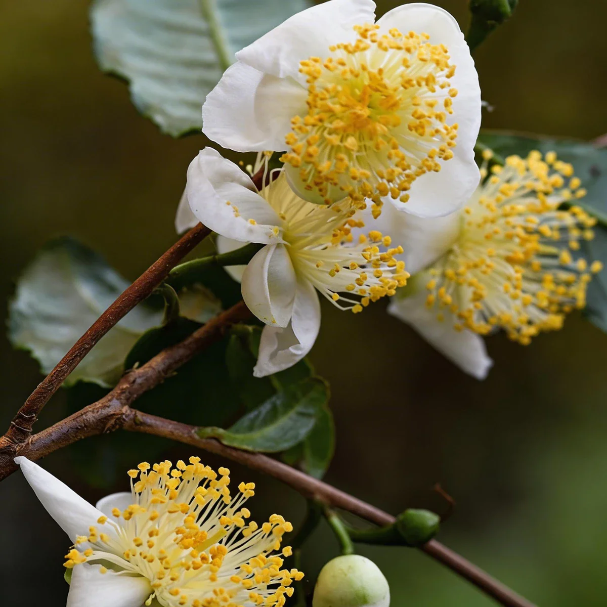 Pure Tea Tree Essential Oil - Image 2