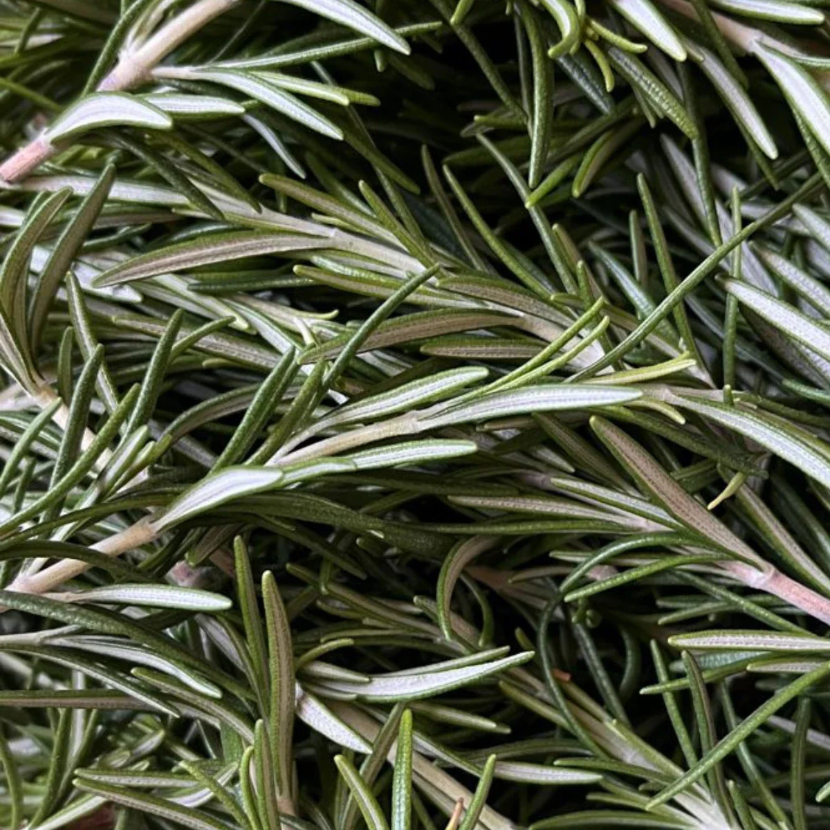 Pure Rosemary Essential Oil - Image 2