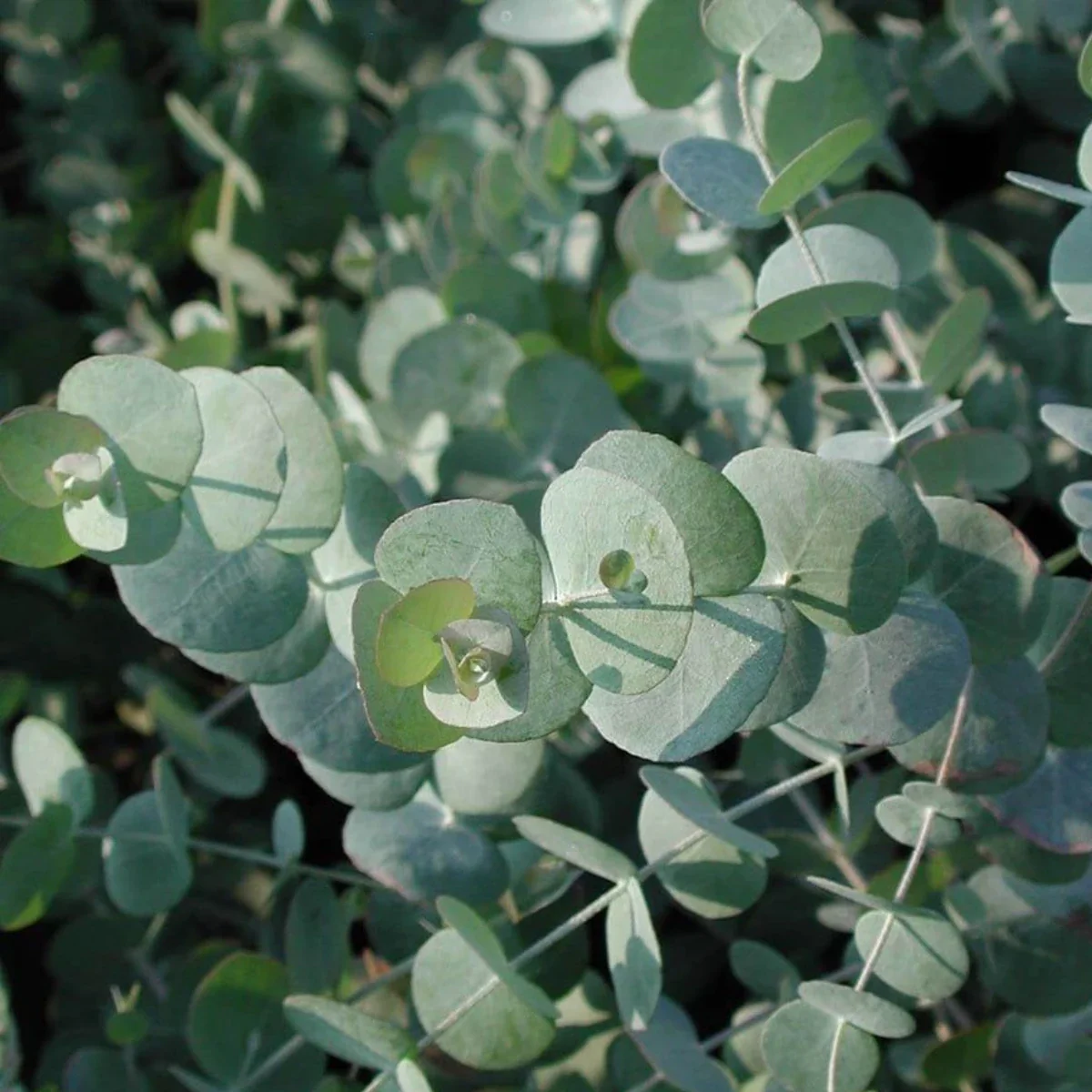 Pure Eucalyptus Essential Oil - Image 2