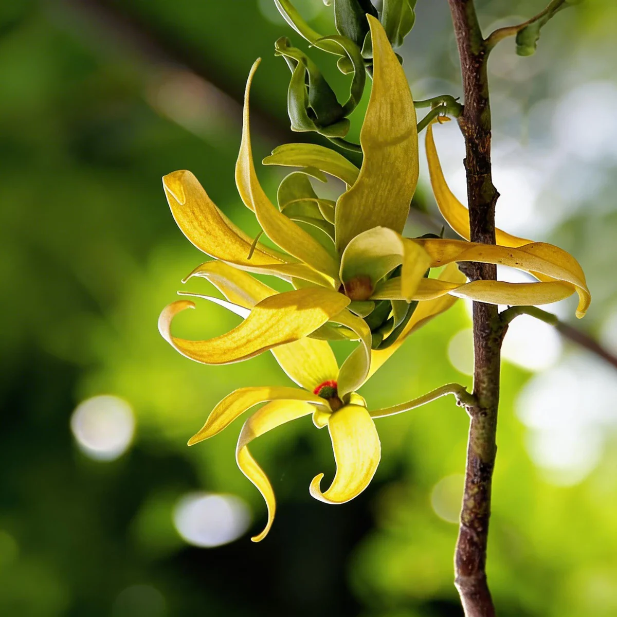 Pure Ylang Ylang Essential Oil - Image 2